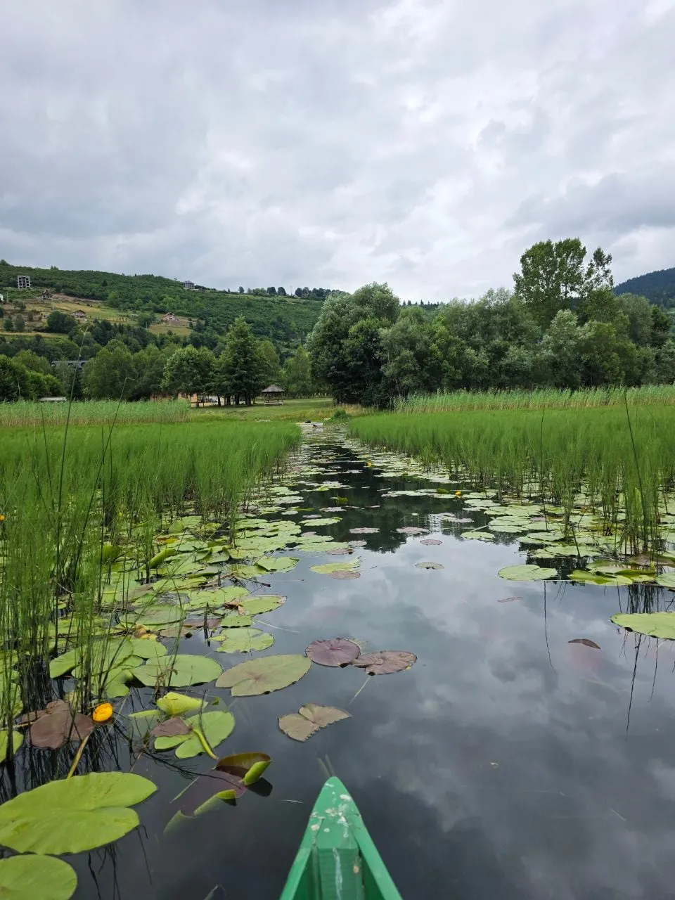 The bow of a green boat in a channel through reeds and water lilies on Plav Lake, hills and houses beyond under cloud.
