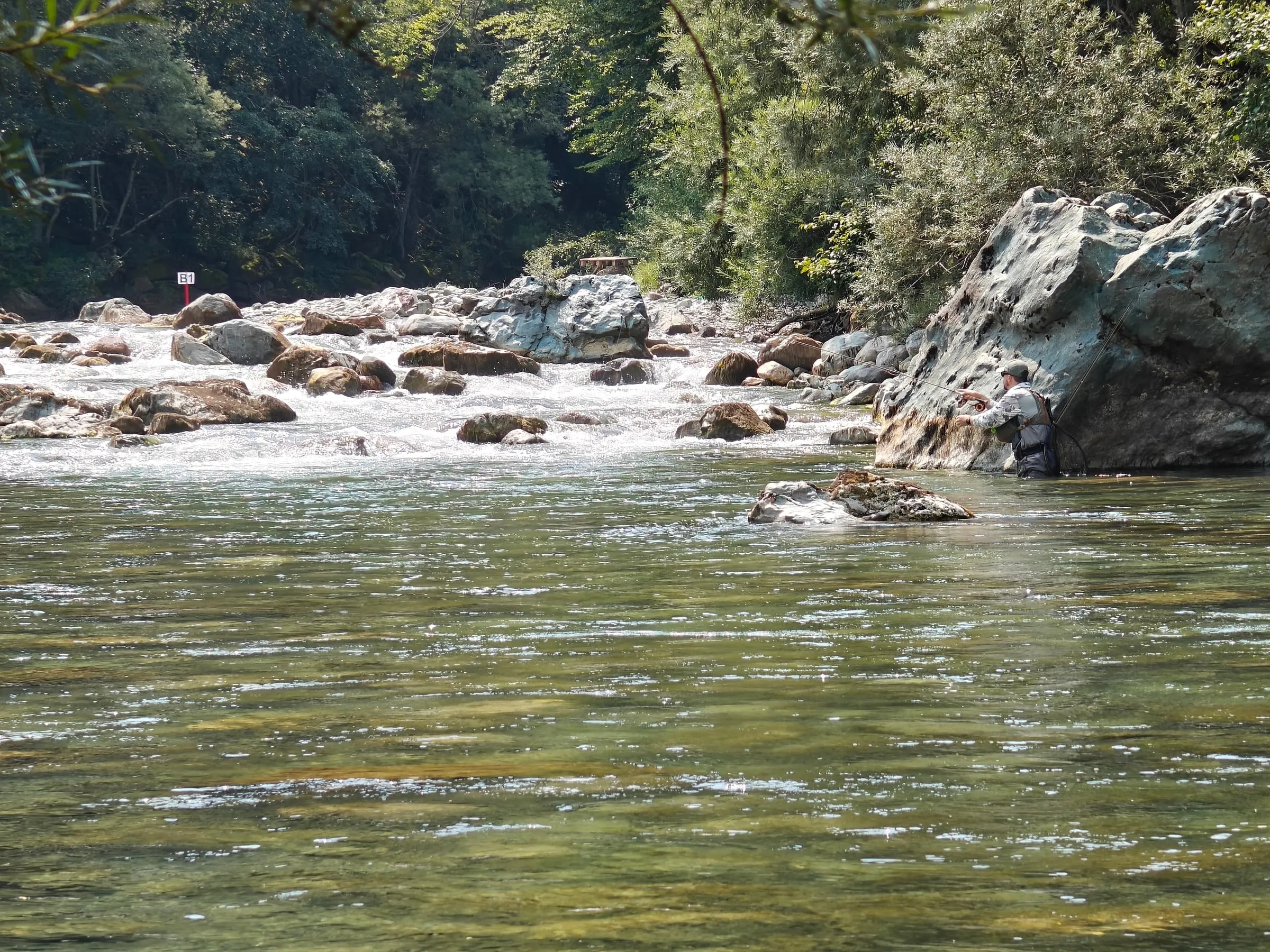 An angler wading beside a large grey boulder on the Tara, nymphing a run below boulder-strewn rapids.