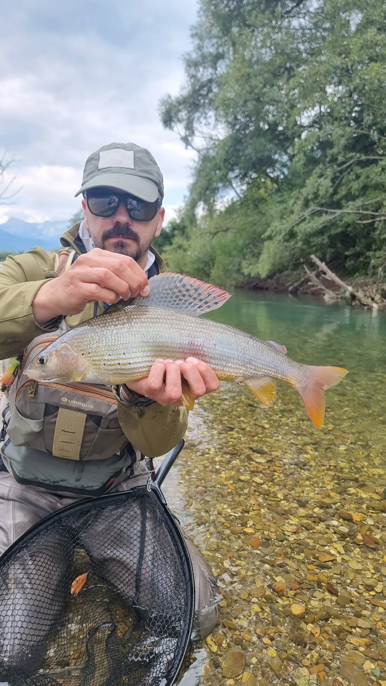 An angler kneeling in very clear turquoise water holding a pale grayling over a landing net.