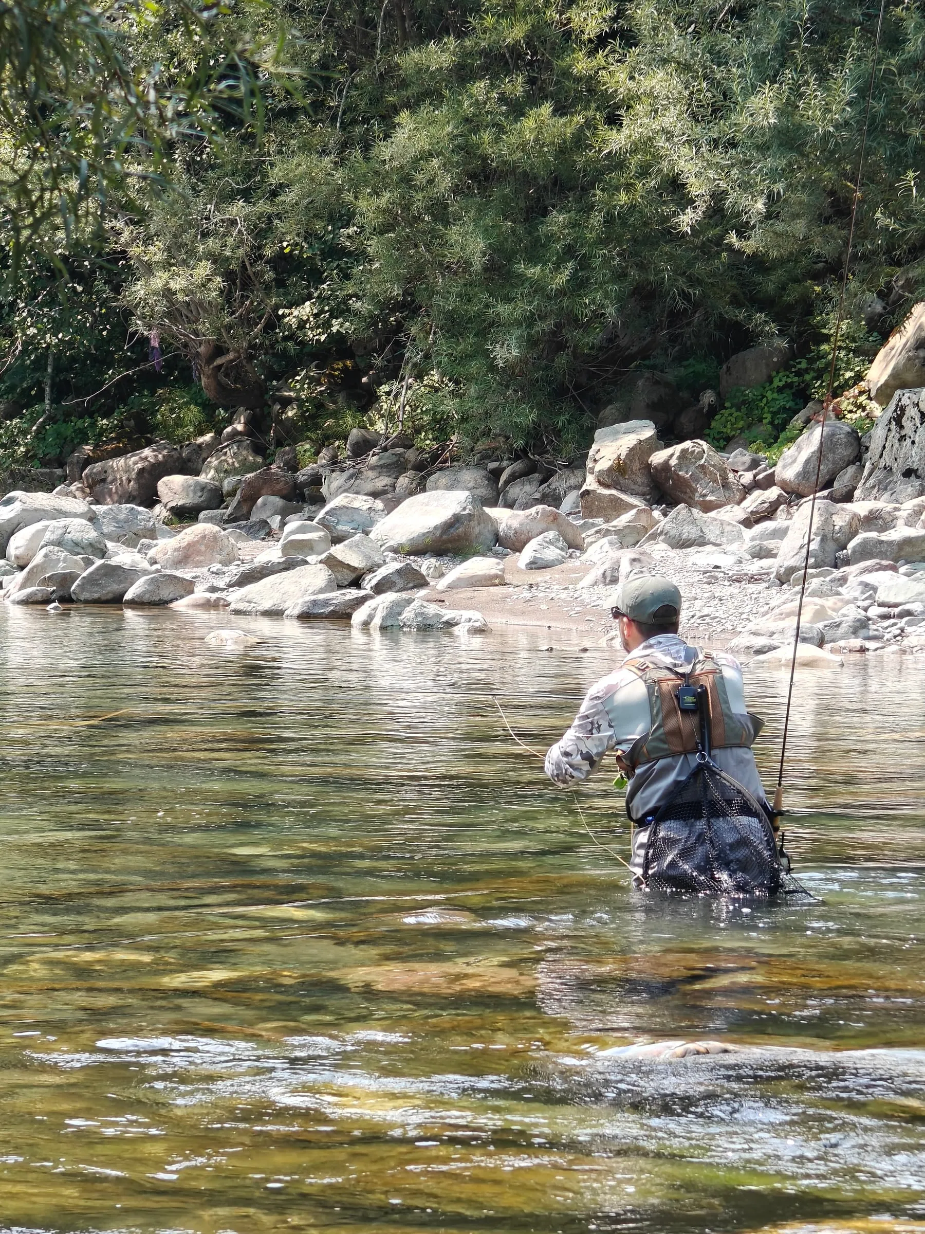 An angler seen from behind wading a clear glide of the Tara, a boulder bank and willows ahead.