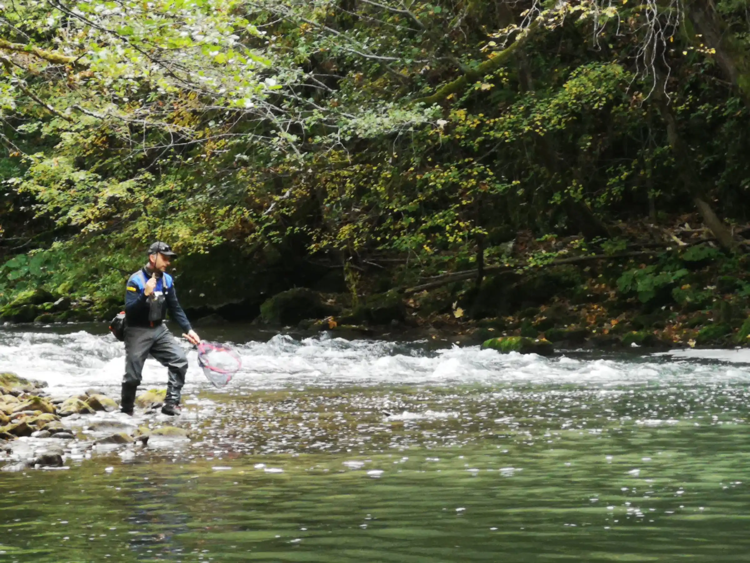 An angler in waders crossing the shallows of the Ćehotina with a rod and a landing net, a riffle and a wooded bank behind him.