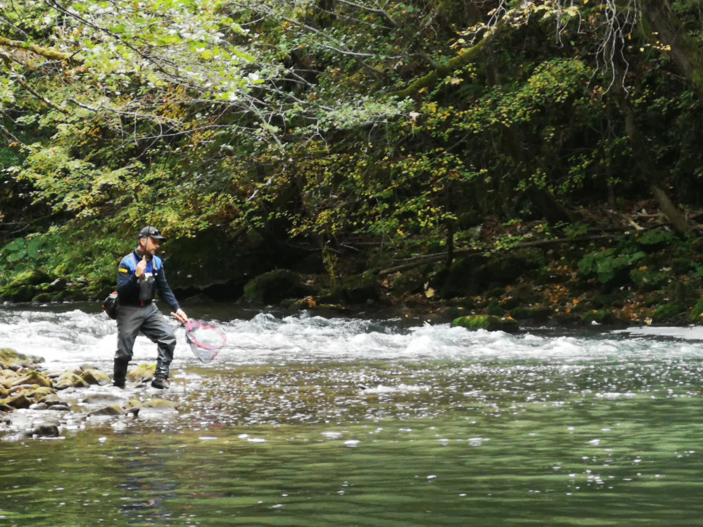 An angler in waders crossing the shallows of the Ćehotina with a rod and a landing net, a riffle and a wooded bank behind him.