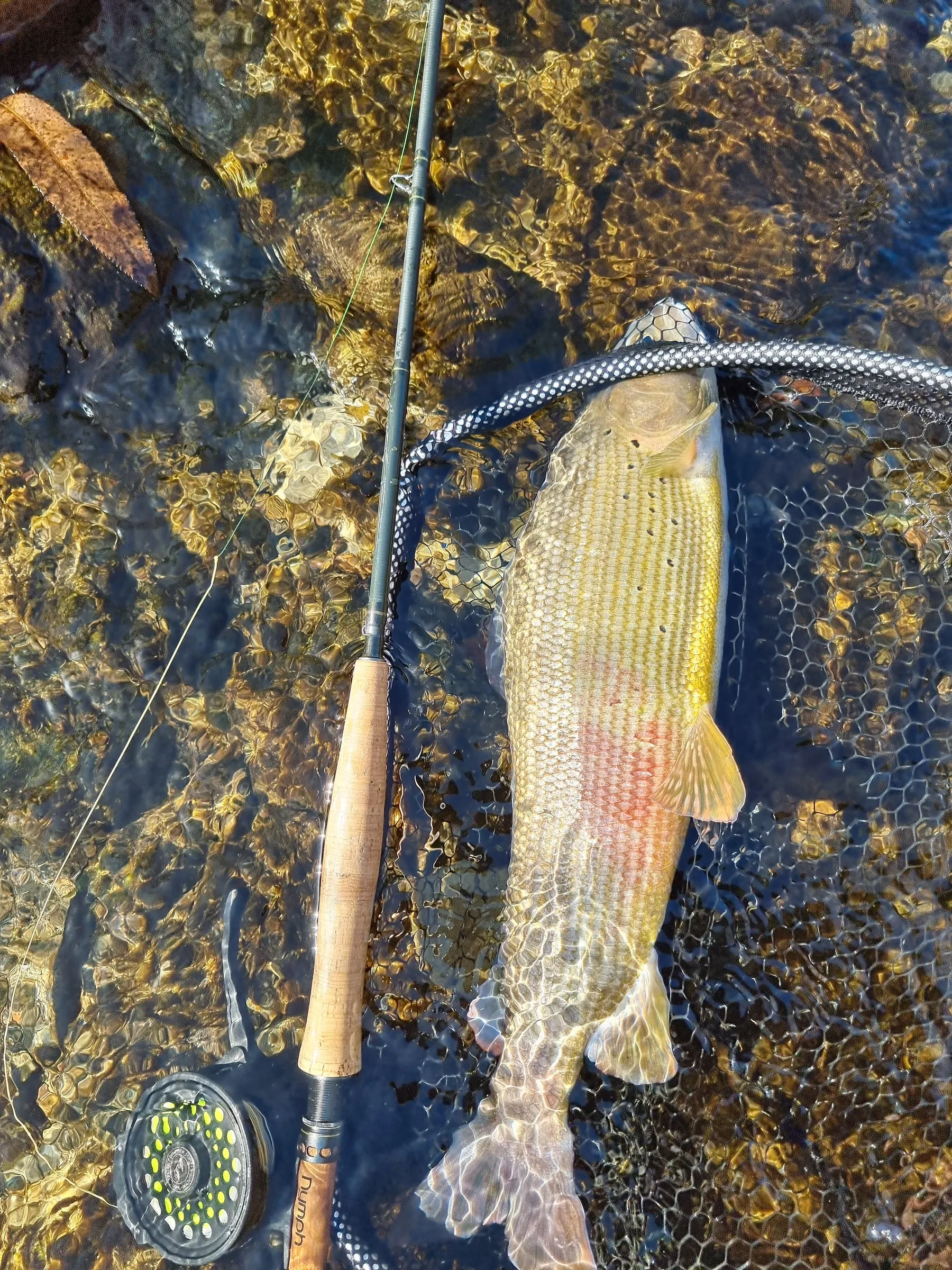 A large grayling lying in a landing net in shallow clear water over golden stones, beside a fly rod and reel.