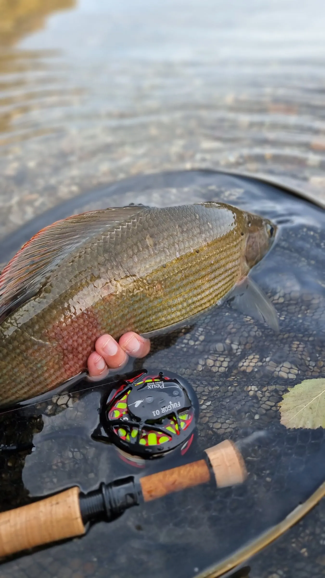 A grayling held in the water over a landing net, a fly reel and cork handle beside it.