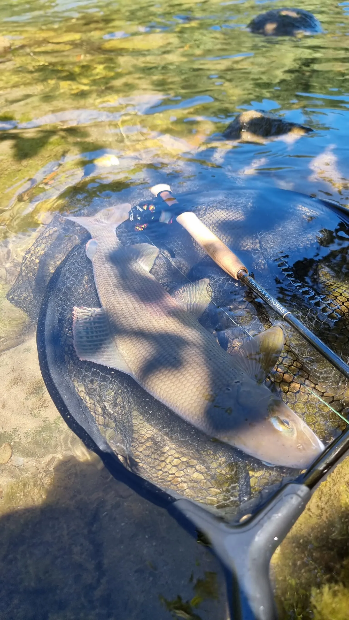 A grayling lying in a landing net in clear shallow water, a fly rod across the net.