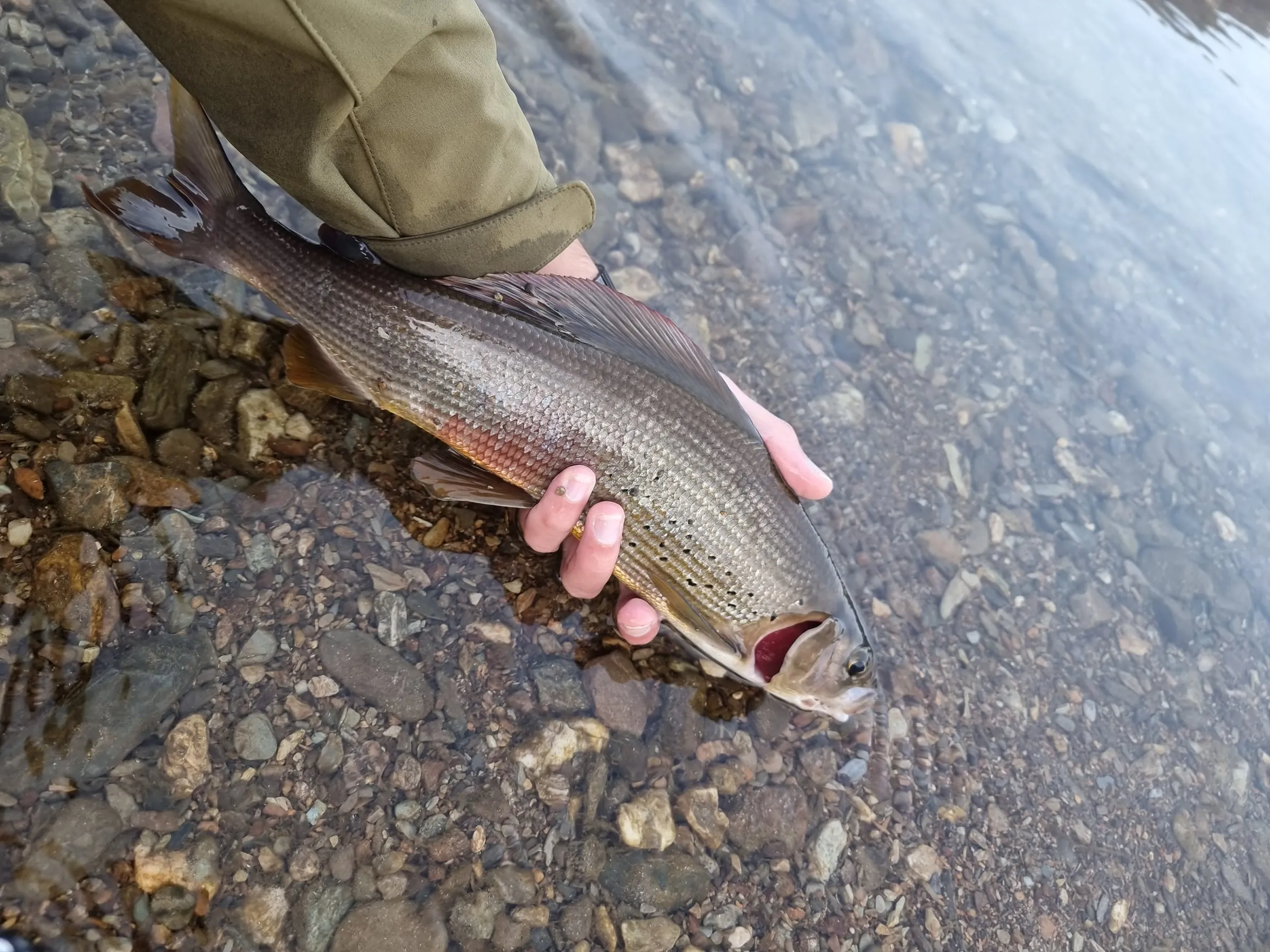 A grayling held in the water over clear pebbles, a sleeve and hand in the frame.