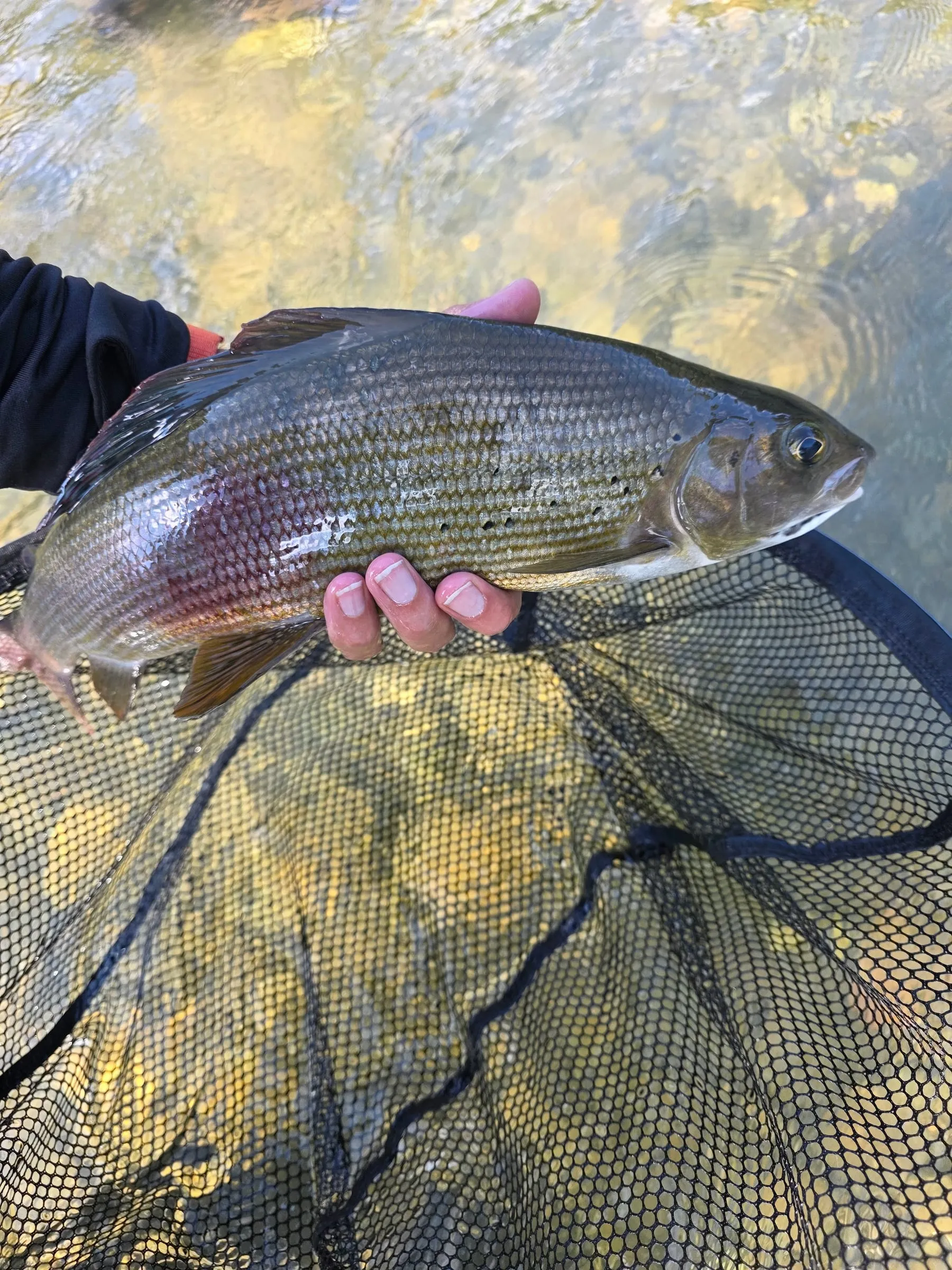A close view of a grayling held over a landing net, the riverbed shining through the water.