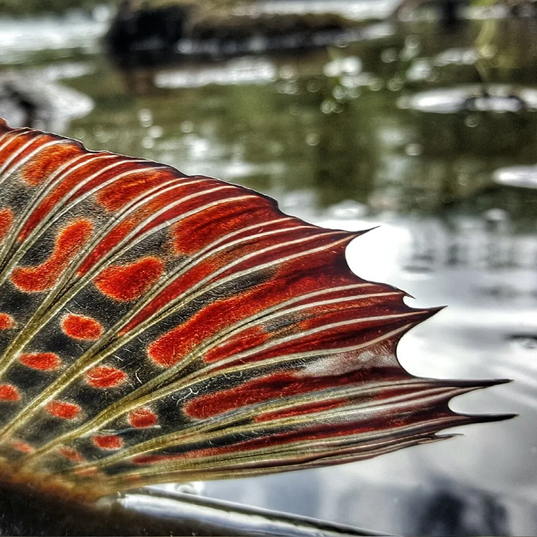 Close-up of a grayling's dorsal fin, red and dark spots on fine rays, water behind.