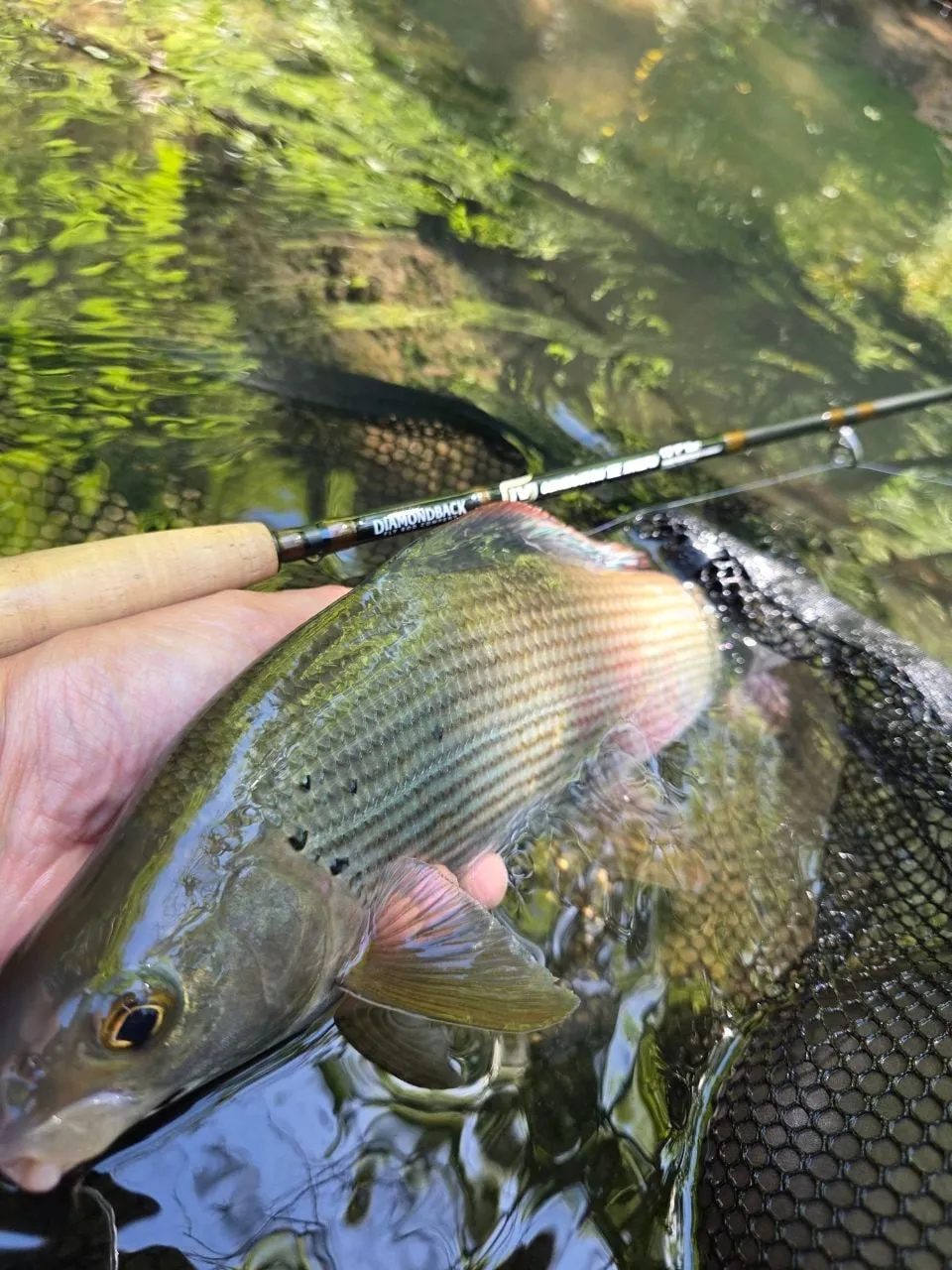 A grayling held at the surface over a landing net, a fly rod across it, green reflections in the water.