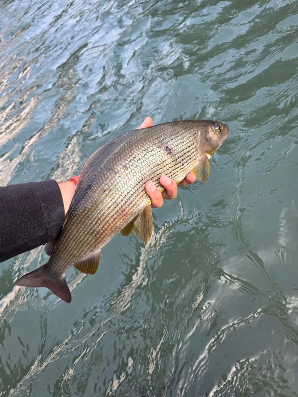 A grayling held over the moving water of the Lim.