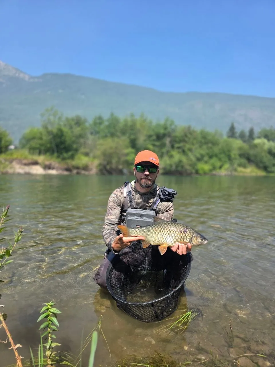 An angler kneeling in shallow clear water holding a large nase over a landing net, a mountain behind.