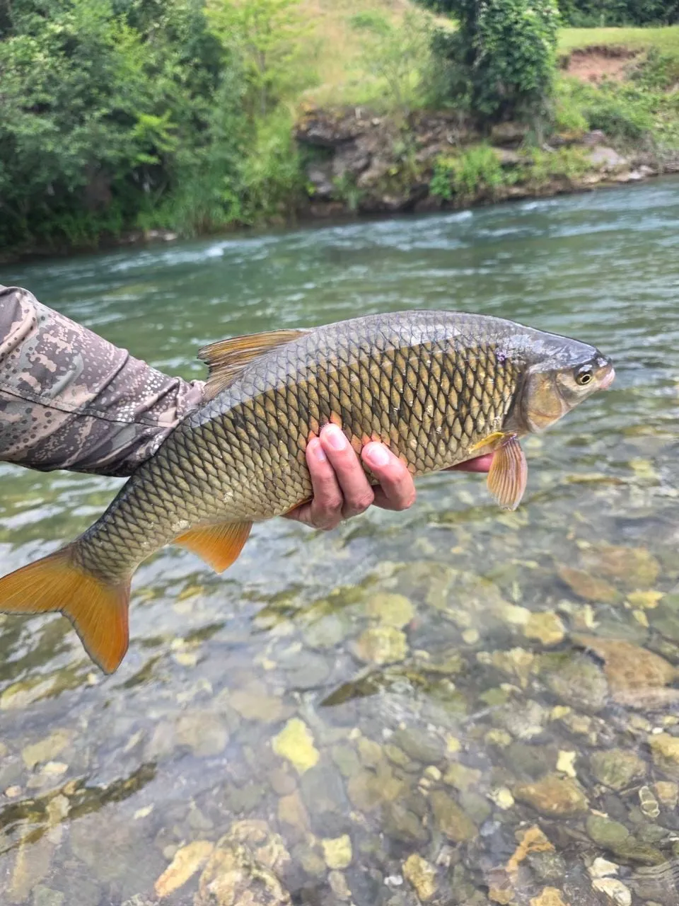 A large nase held over clear water and pale stones, its fins orange.