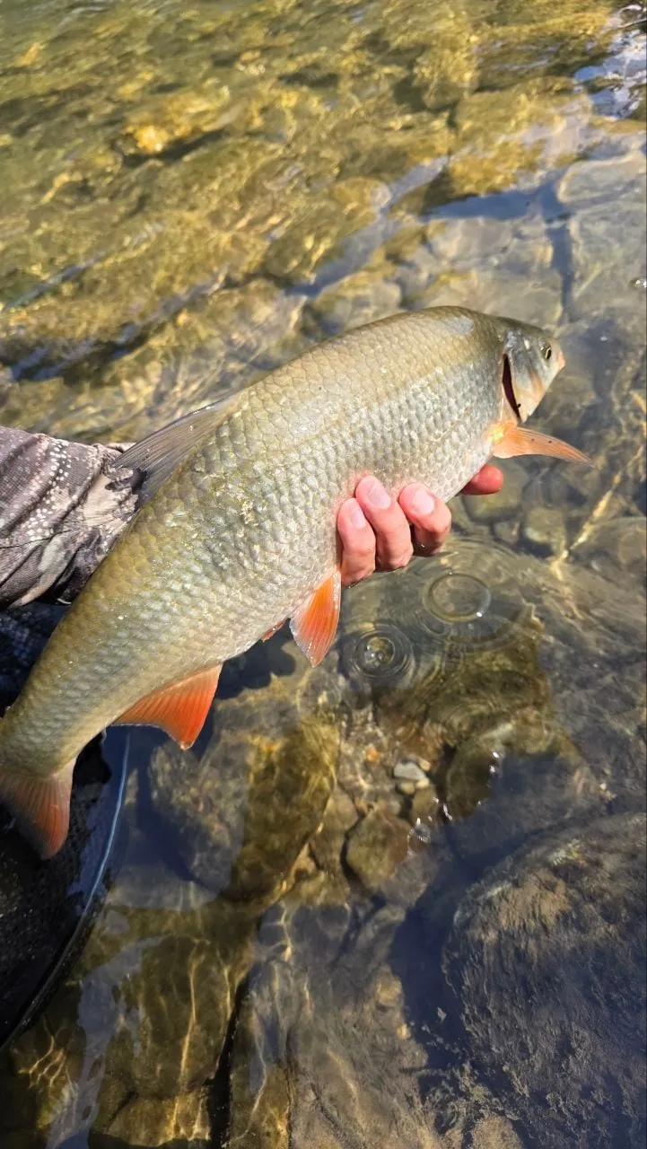 A nase held in very clear shallow water, light rippling on the stones below.