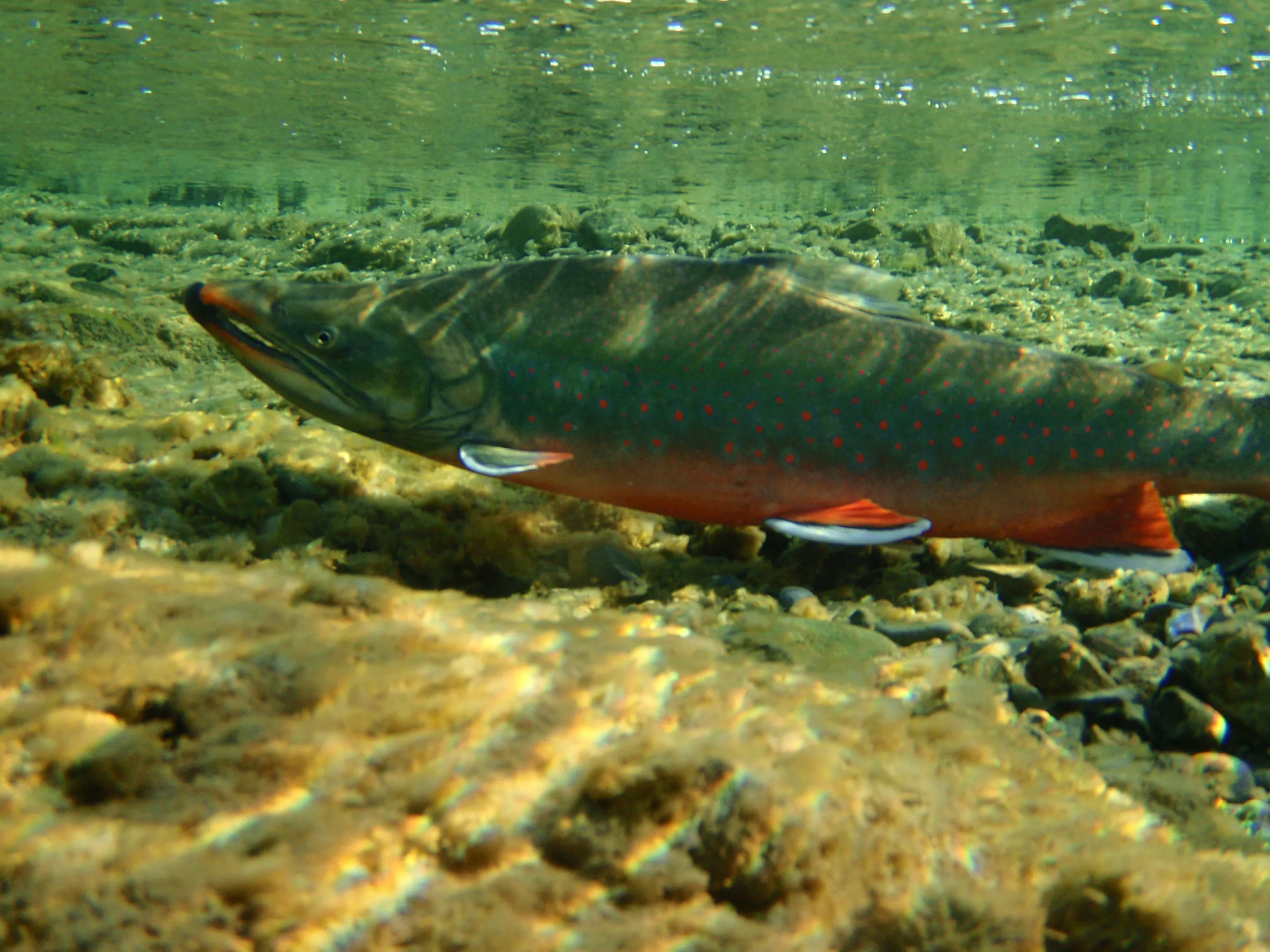 A char in red spawning colours swimming over gravel just under the surface, photographed in Alaska, USA.