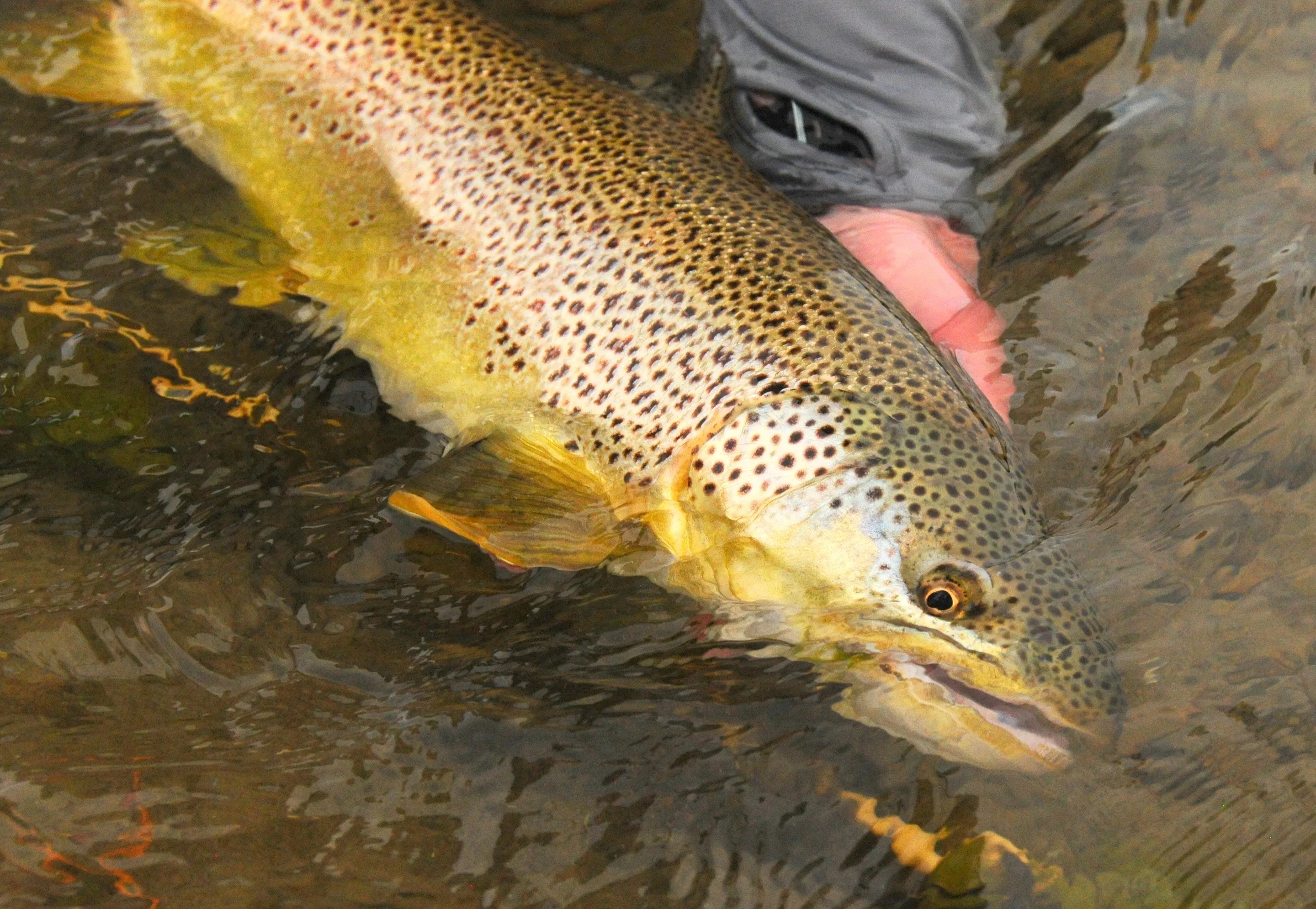 A brown trout held low in the water at the moment of release, in Wyoming, USA. Only the angler's hand and sleeve are in the frame.