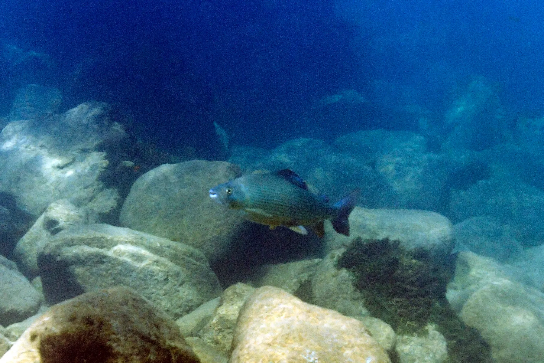A grayling swimming among pale boulders in deep blue water in the Drina river.