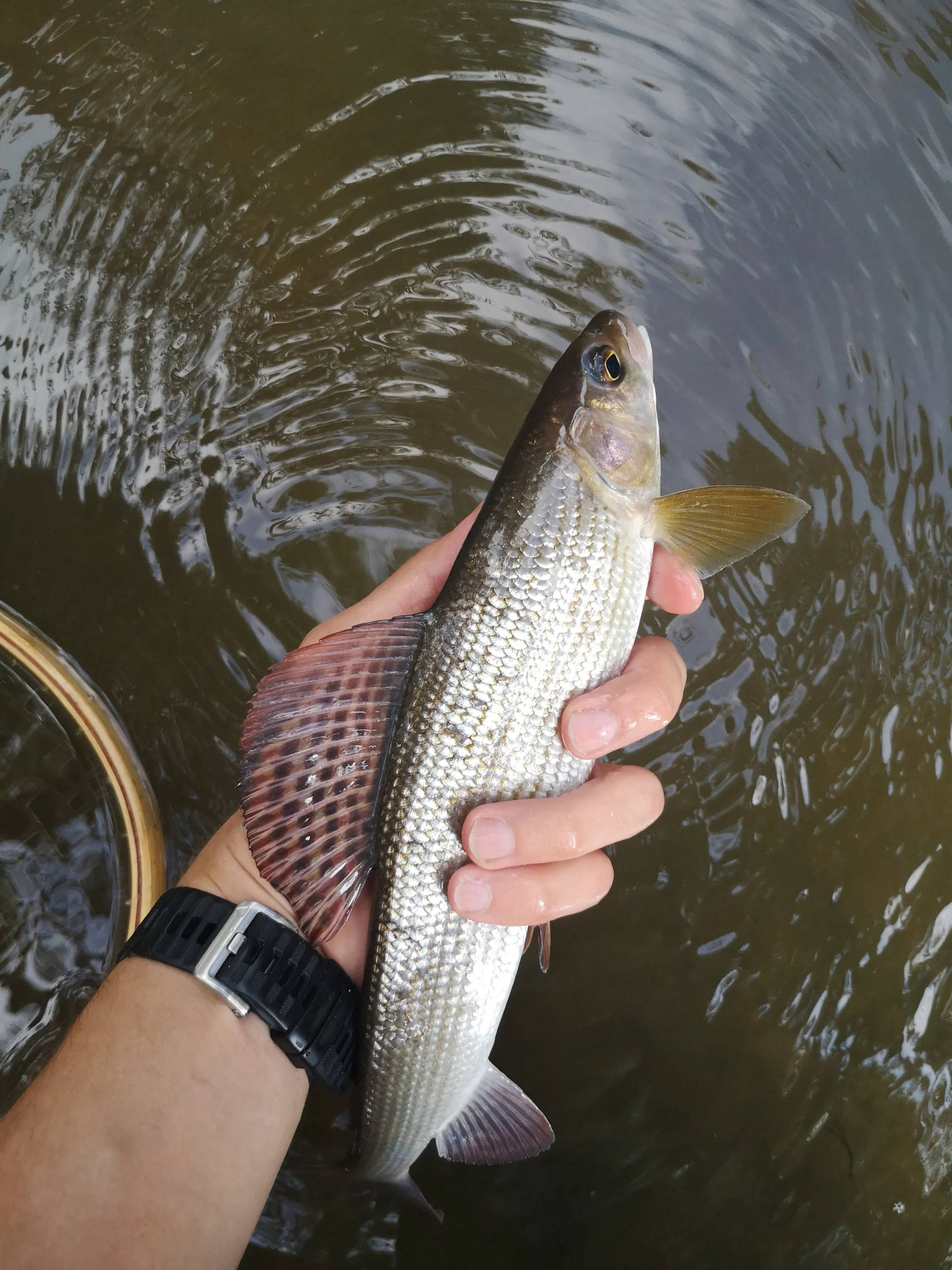 A grayling held in one wet hand just above dark river water, with the rim of a landing net below it. Place not stated by the source.