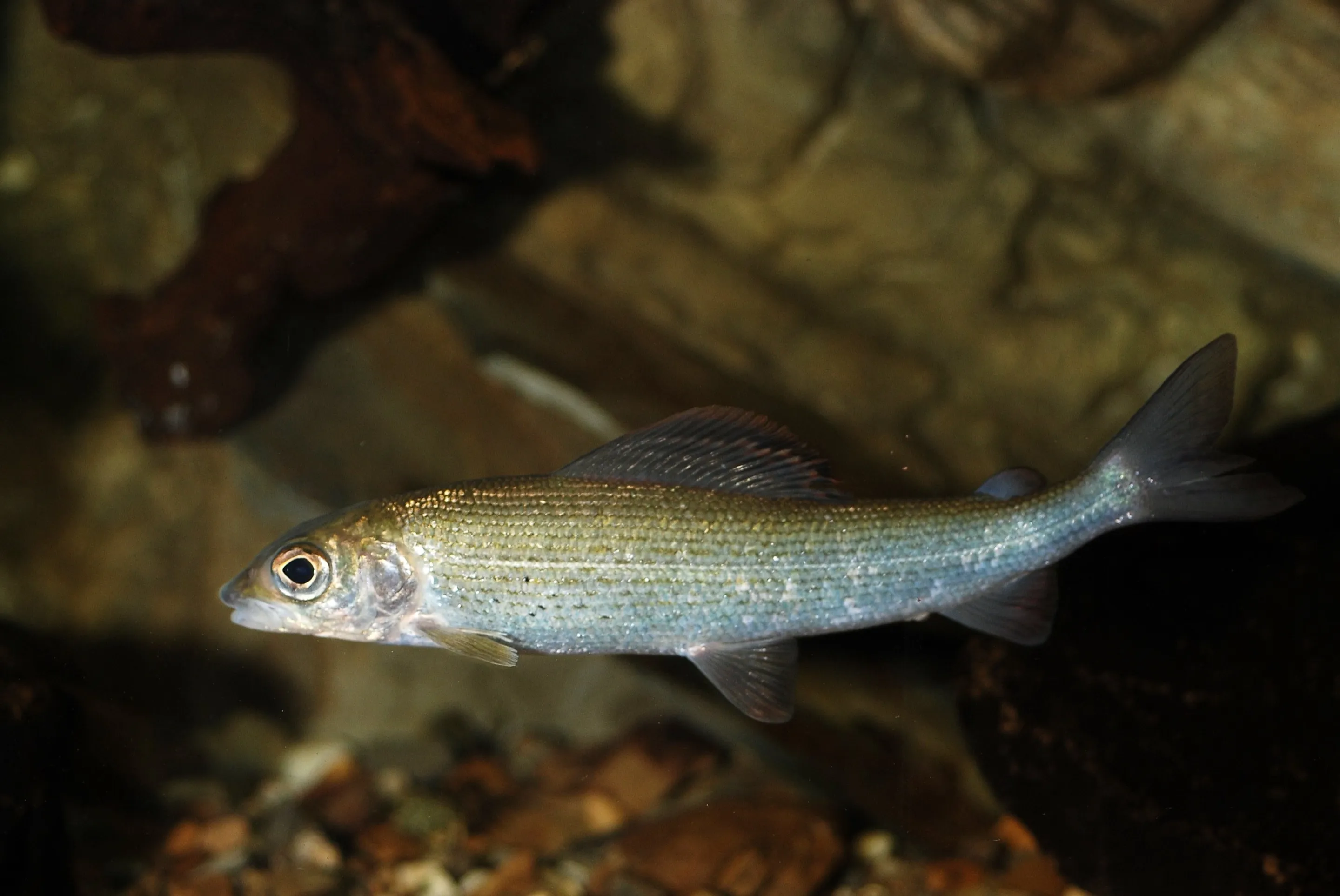 A grayling seen side-on in dark water over stones, its silver flank lit from the front. Place not stated by the source.