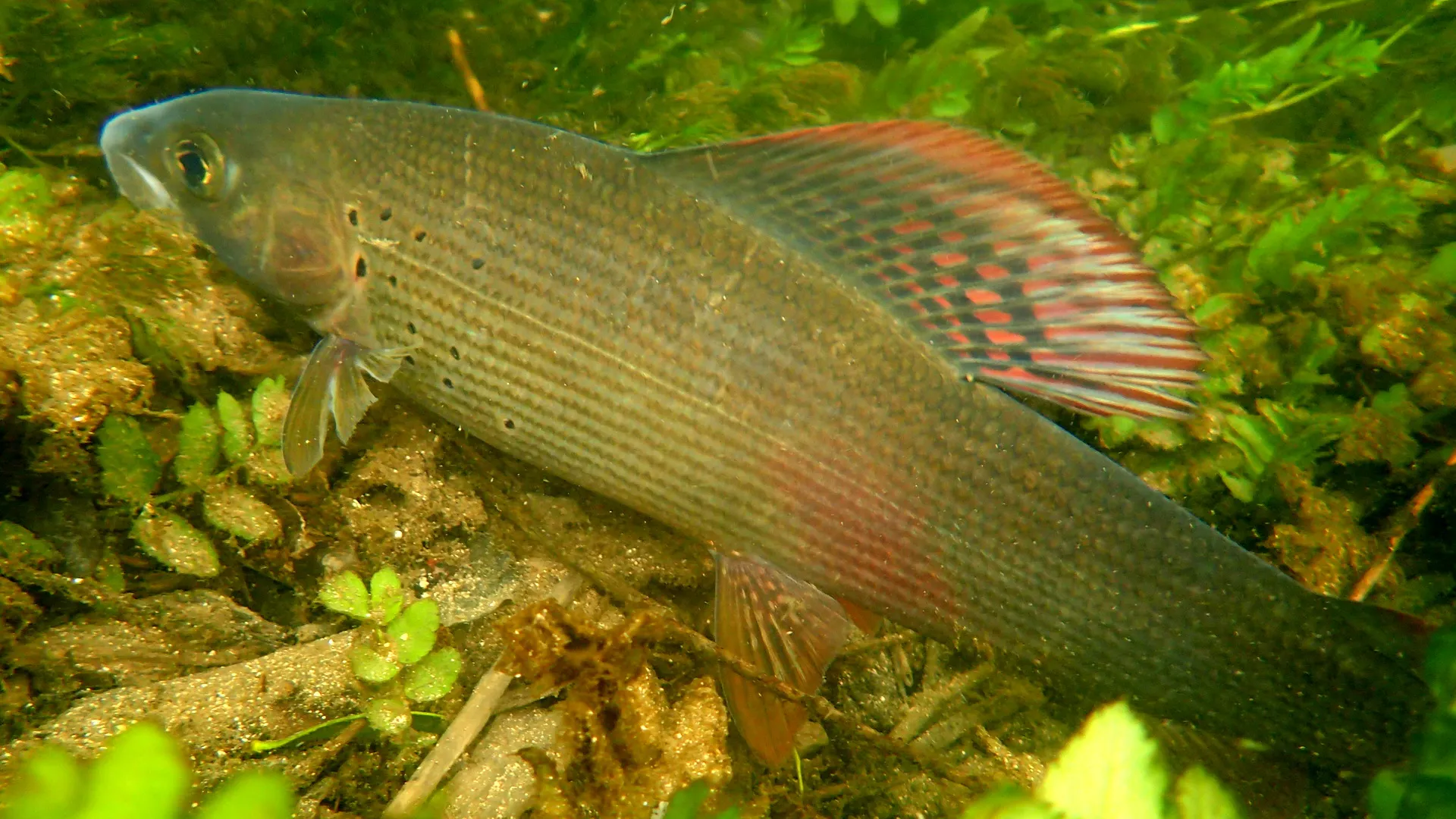 A grayling underwater, side-on, its tall dorsal fin marked with rows of red, resting over sand and green weed.