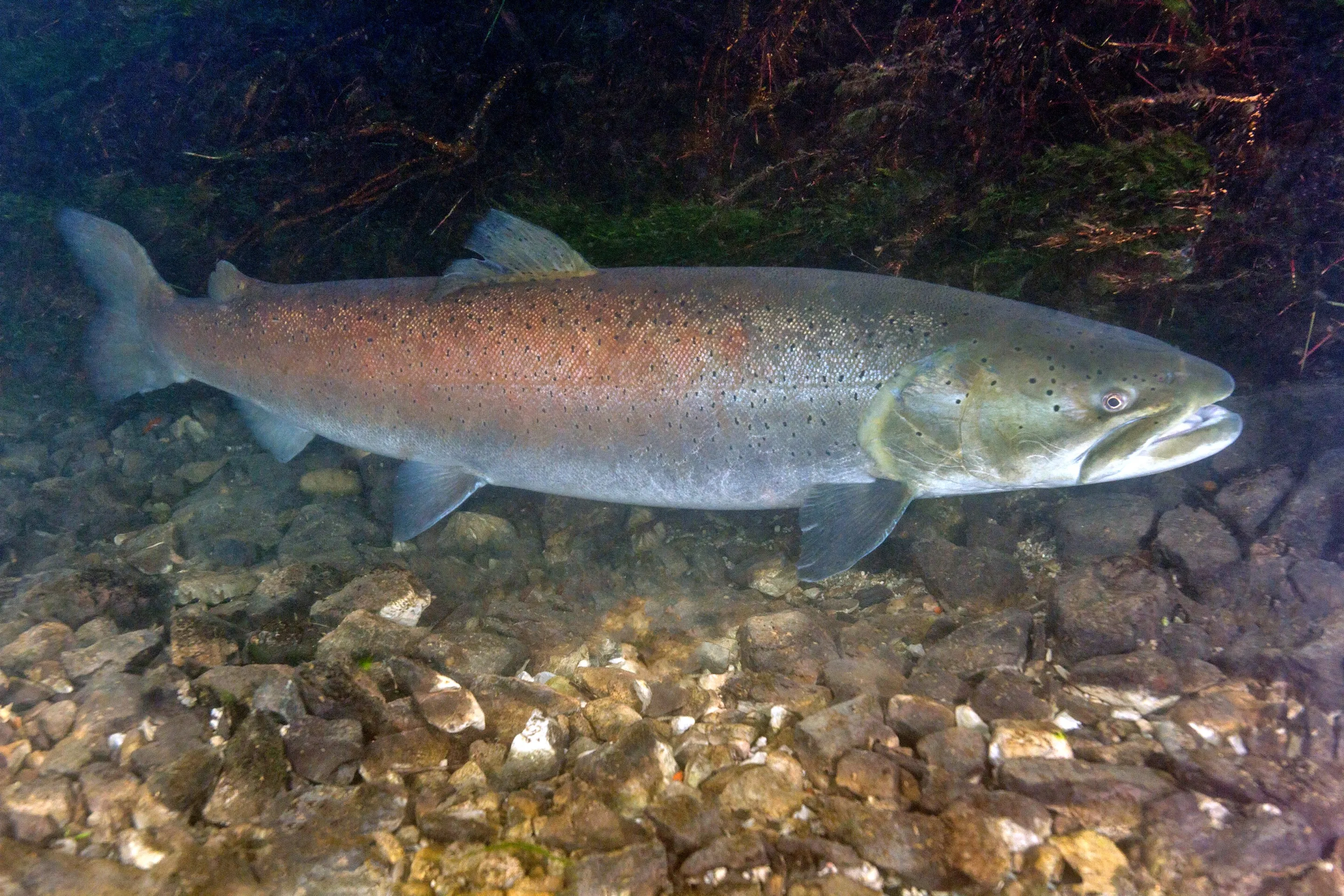 A huchen swimming against the current over a gravel bed in the Drina river.