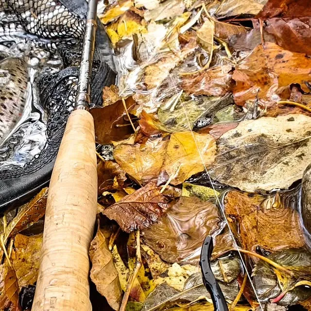 A cork fly-rod handle lying on wet autumn leaves beside a landing net at the water’s edge.