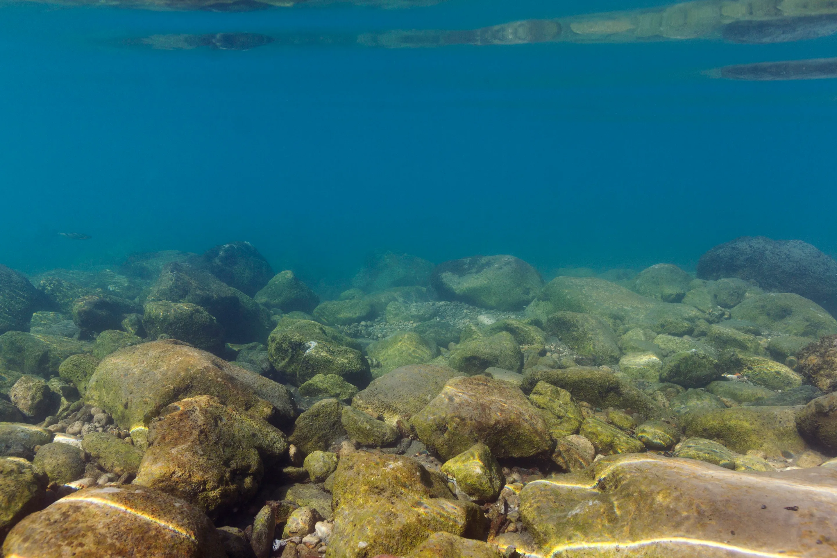 Underwater in the Tara river: rounded, algae-green stones on the bed and clear blue-green water above them.