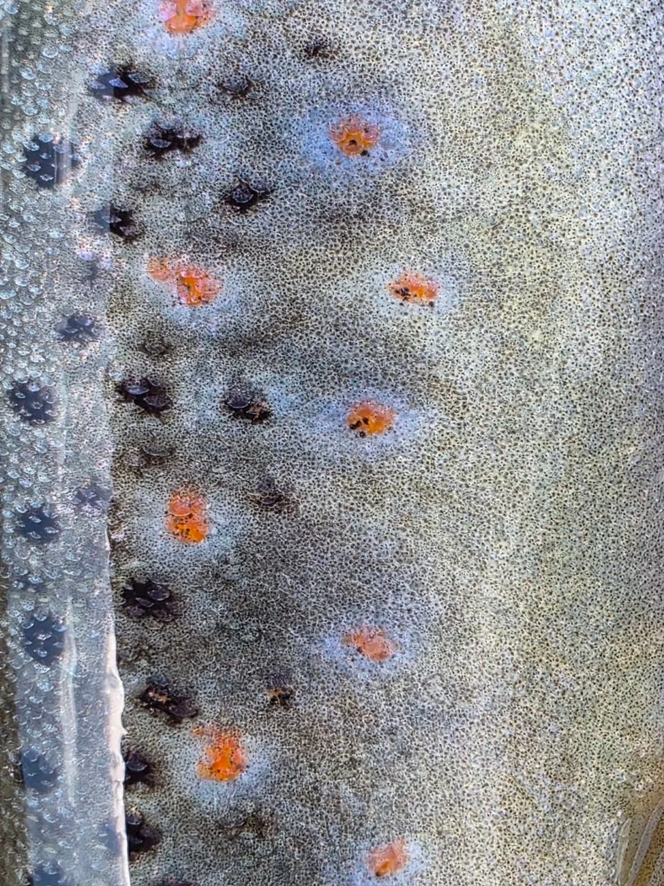 Close-up of a brown trout's flank: red spots ringed in pale blue among black ones.
