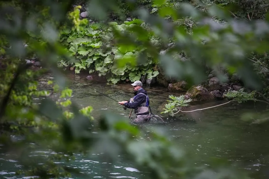 Aleksandar Gasevic wading a green river pool, seen through leaves, nymphing close in.